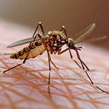 Residential Pest Control Patna